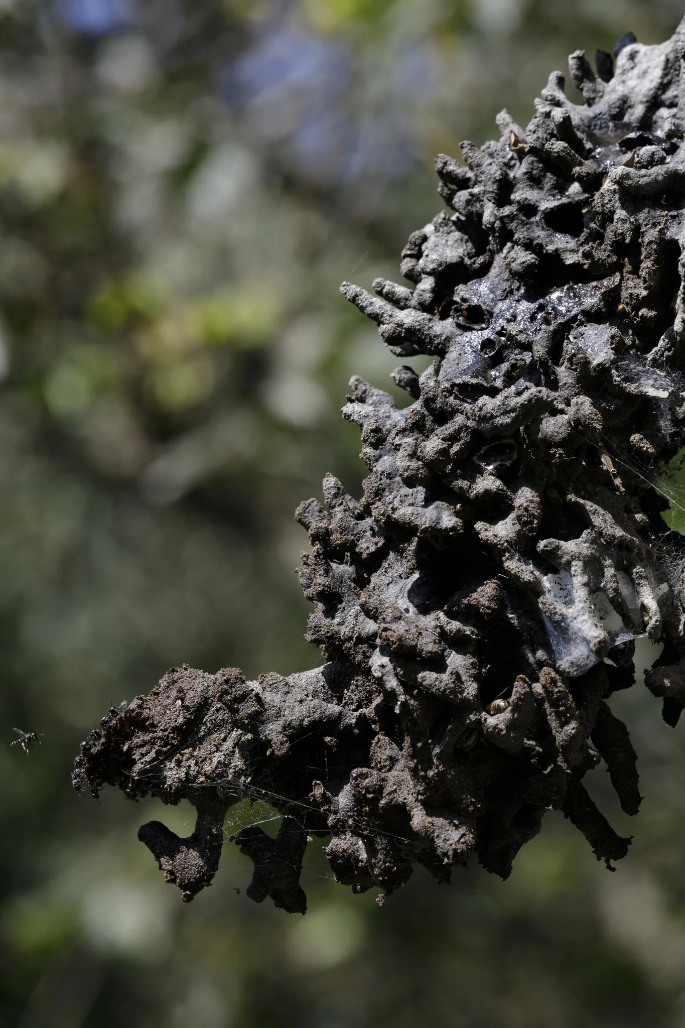 Abelha-limão (Lestrimelitta limao) registrada em campo