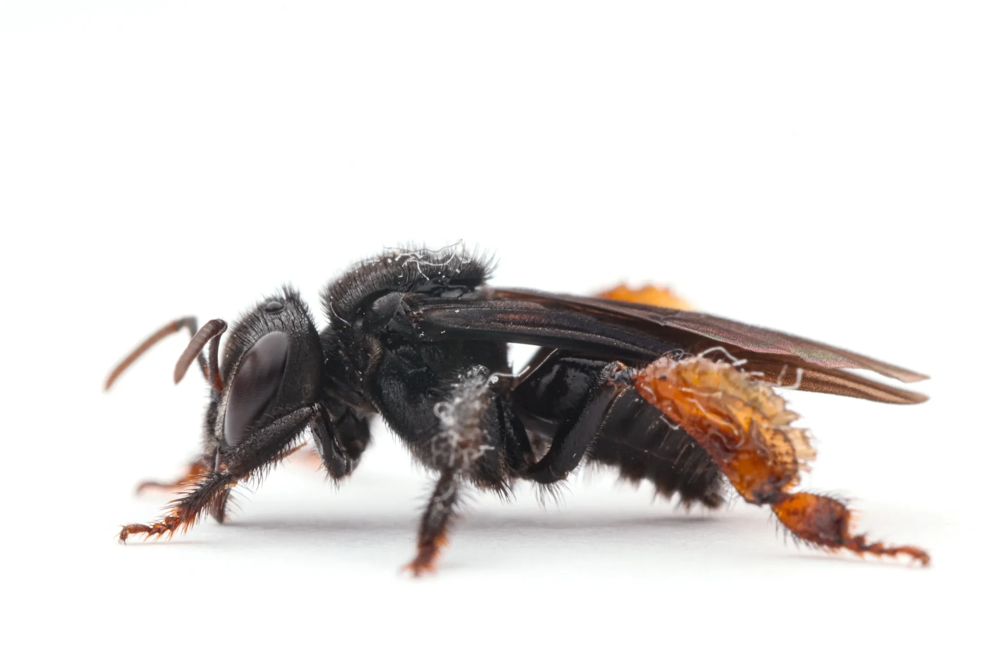 Arapuá (Trigona spinipes) registrada em campo