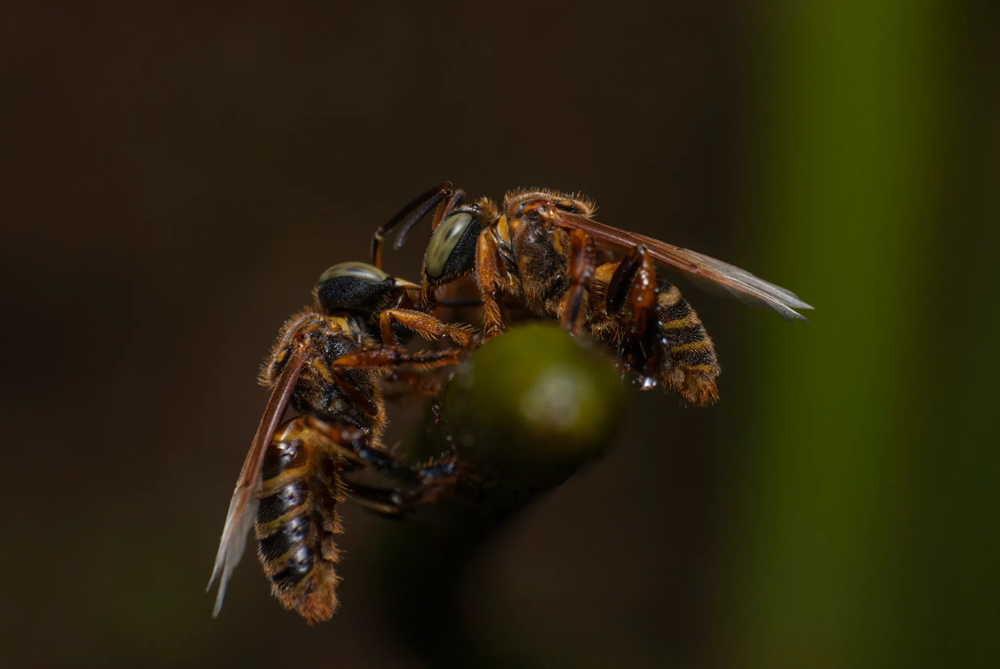 Borá (Tetragona clavipes) registrada em campo