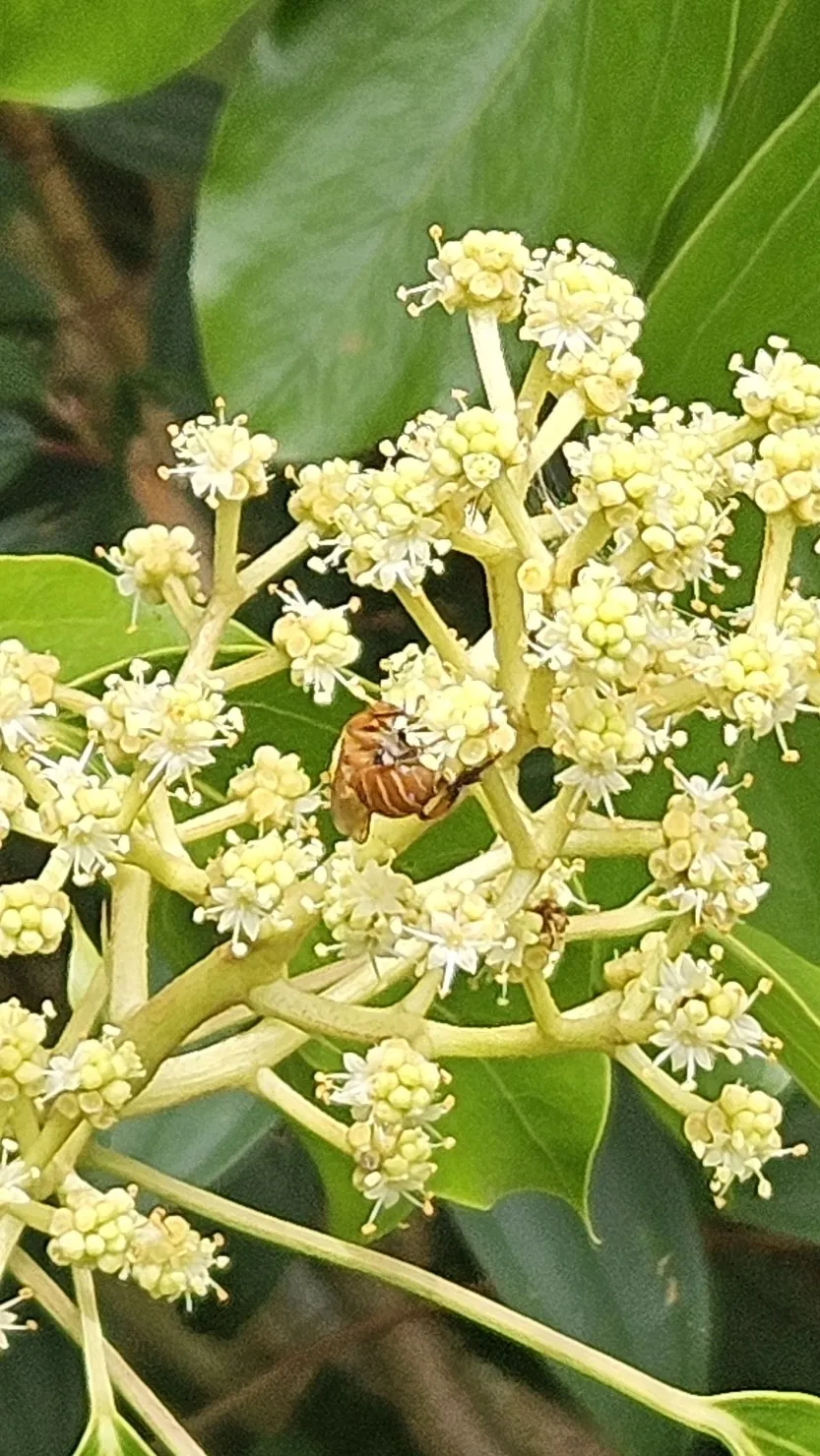 Bugia (Melipona mondury) registrada em campo