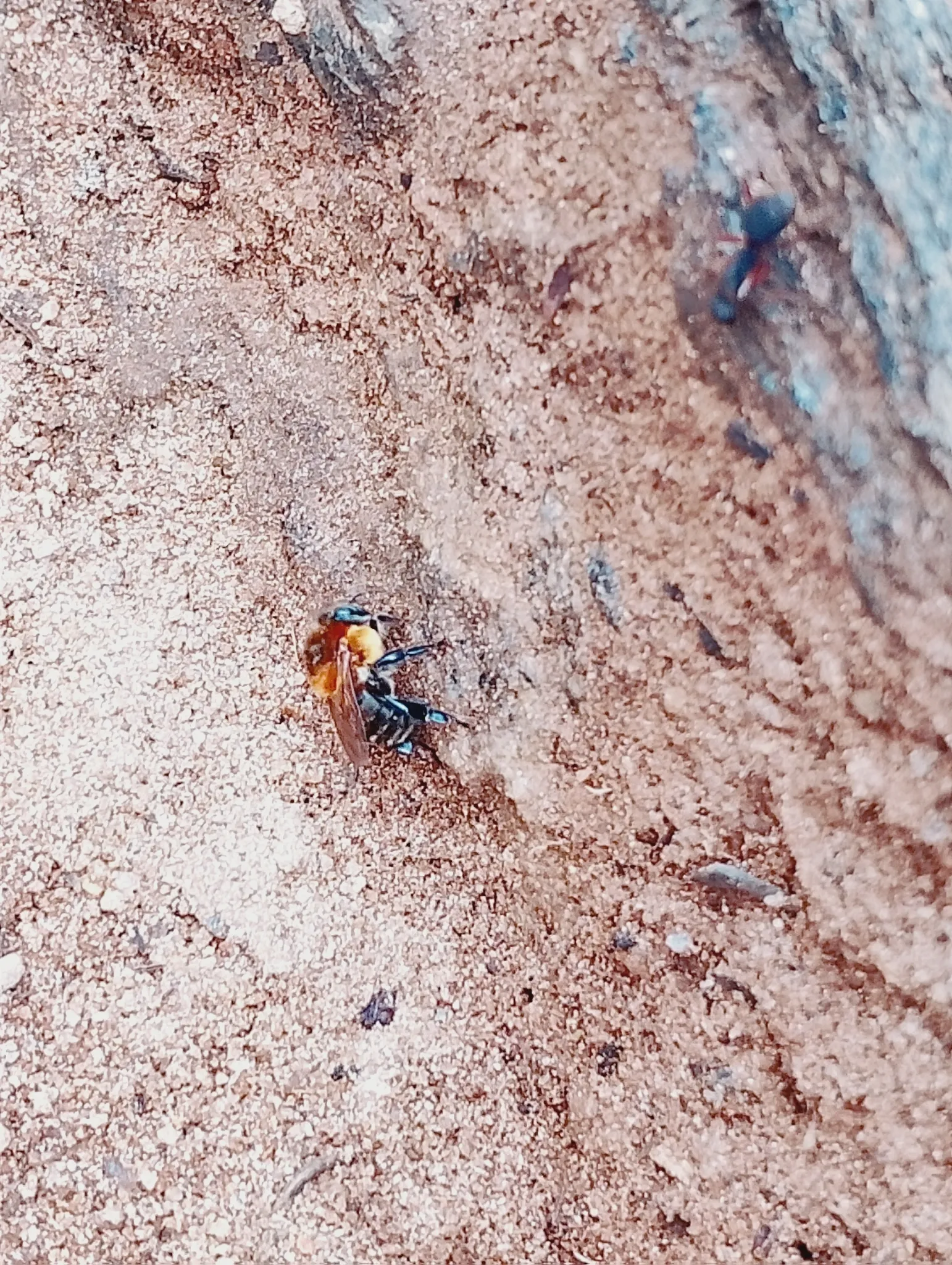 Guaraipo (Melipona bicolor) registrada em campo