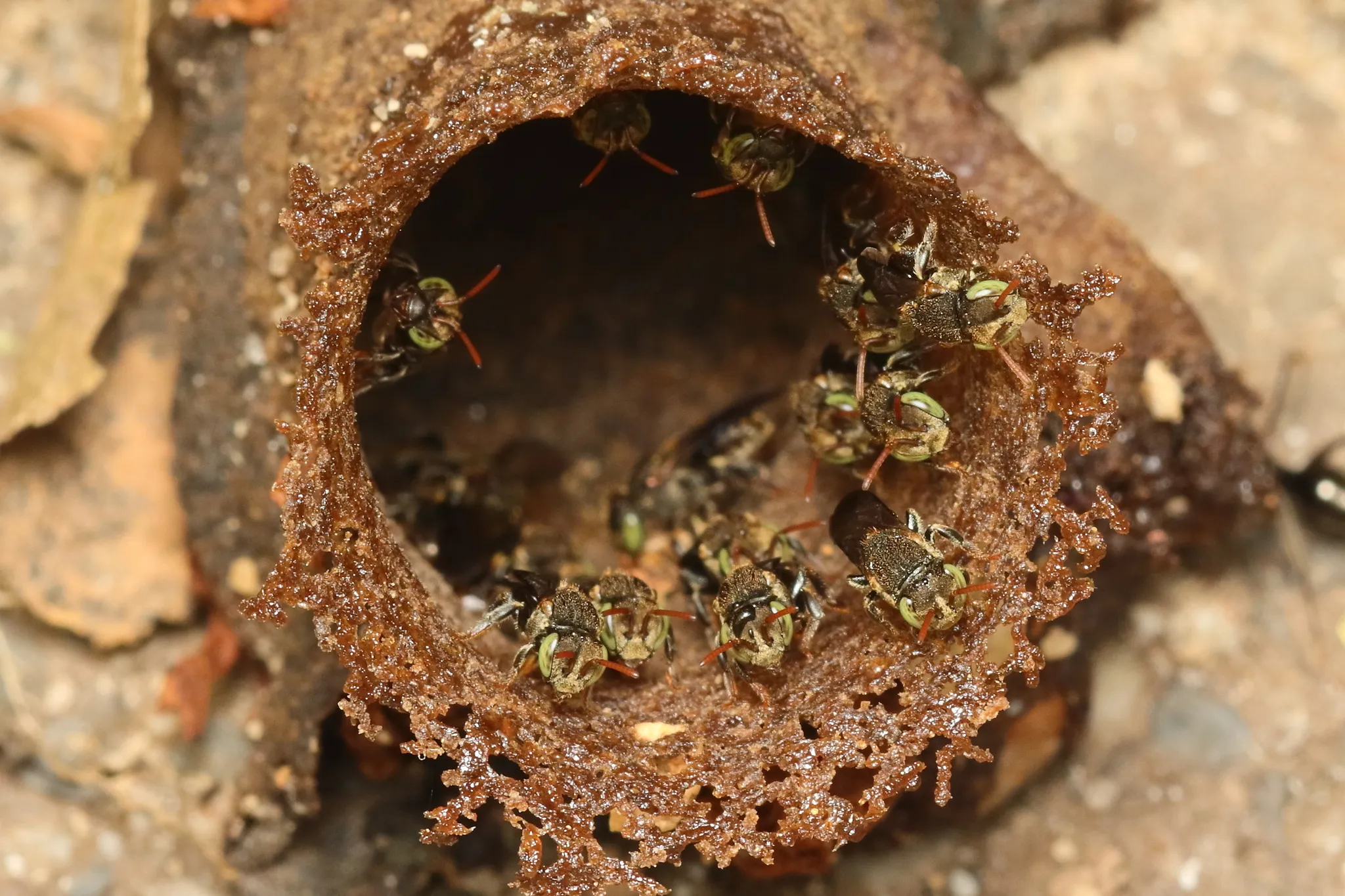 Abelha iraí (Nannotrigona testaceicornis) registrada em campo