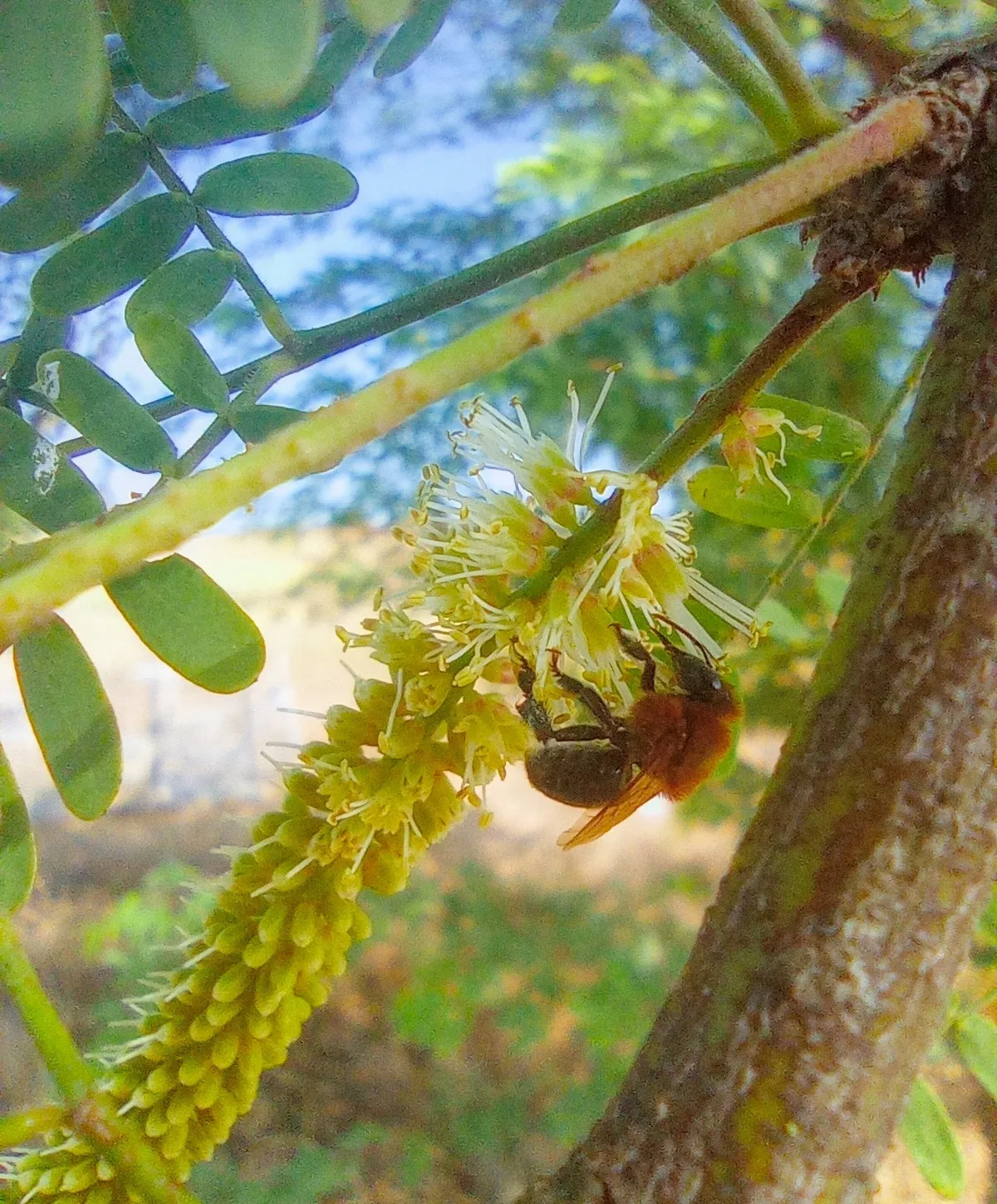 Jandaíra (Melipona subnitida) registrada em campo