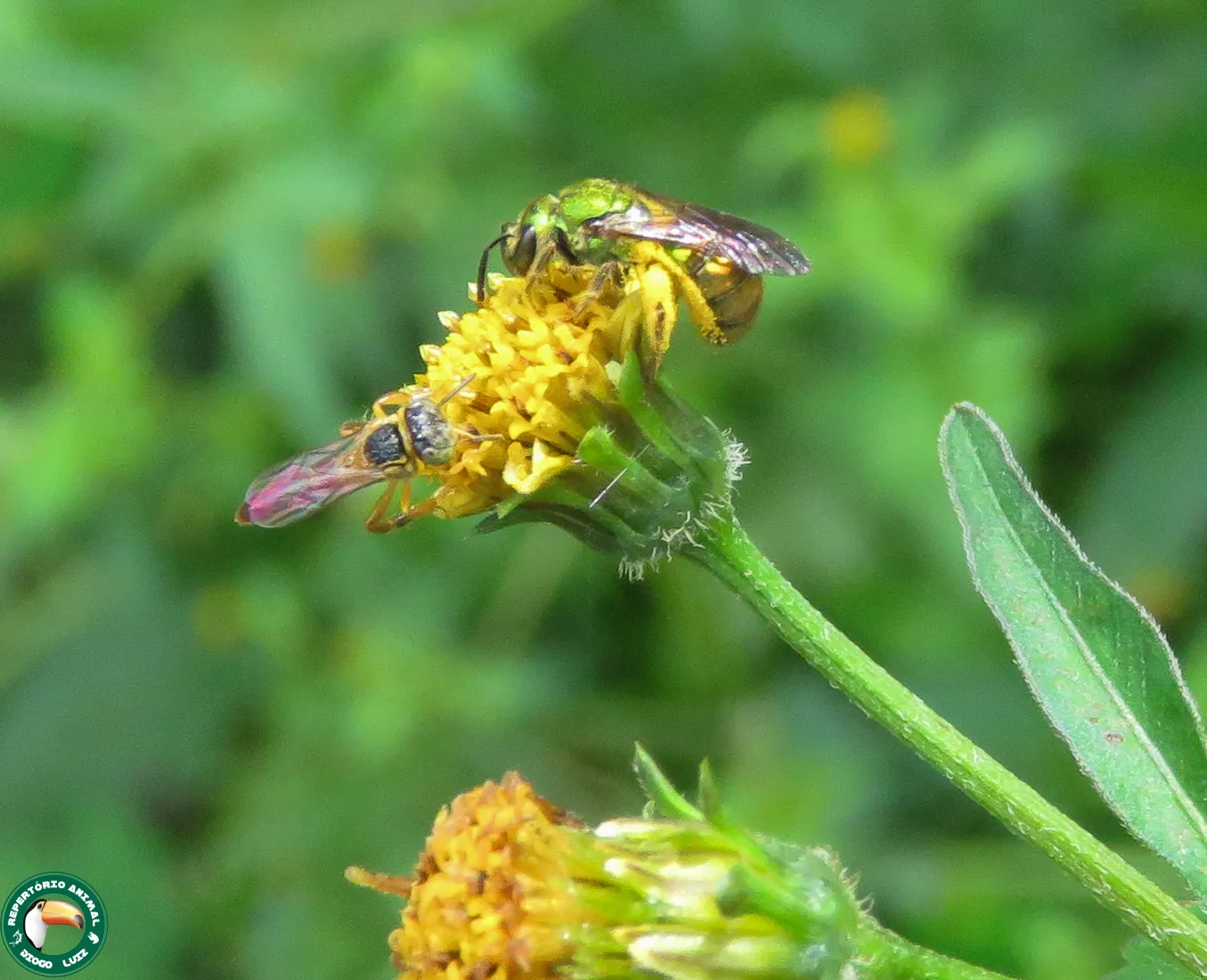 Abelha jataí (Tetragonisca angustula) registrada em campo