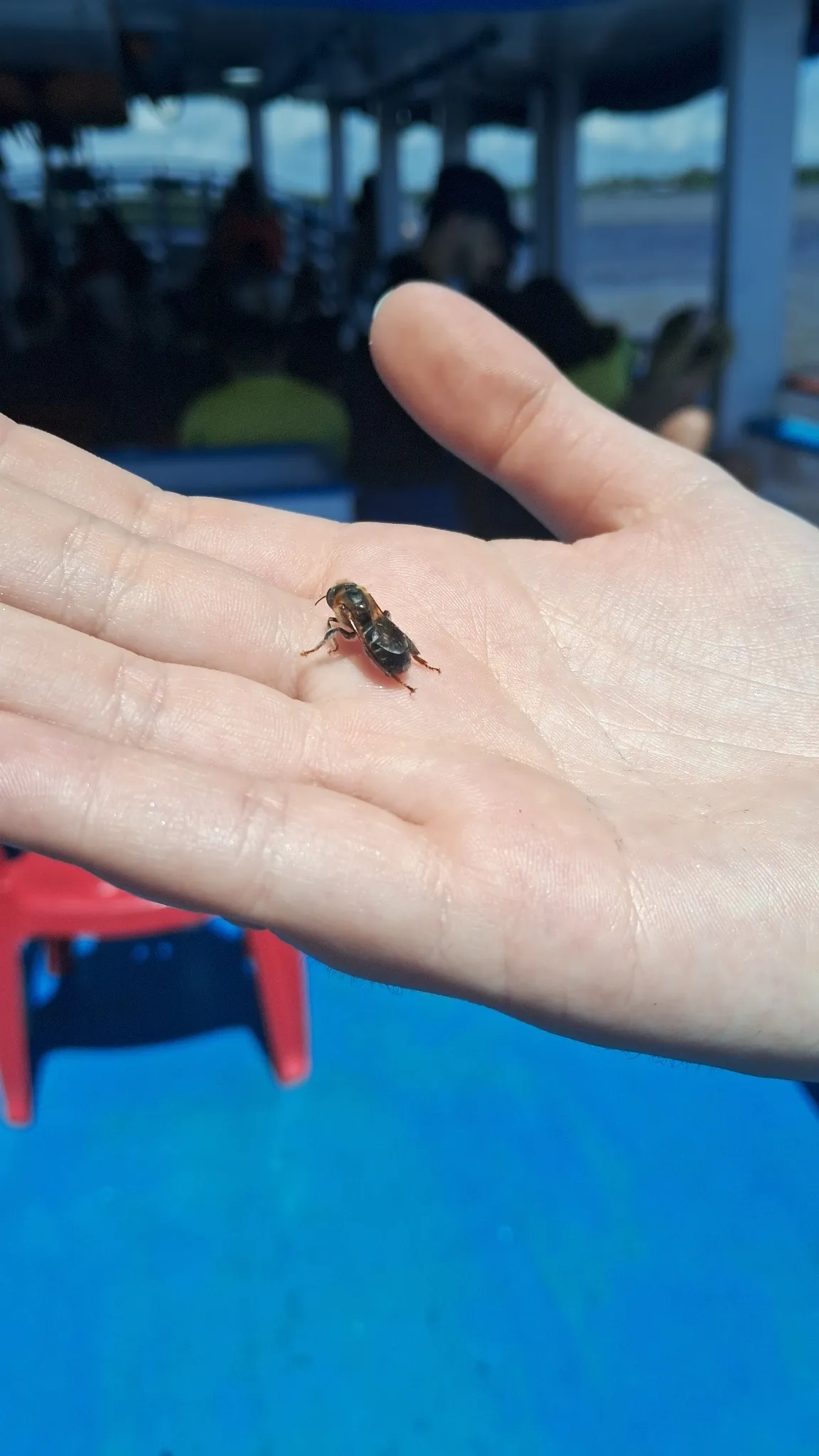 Jupará (Melipona interrupta) registrada em campo