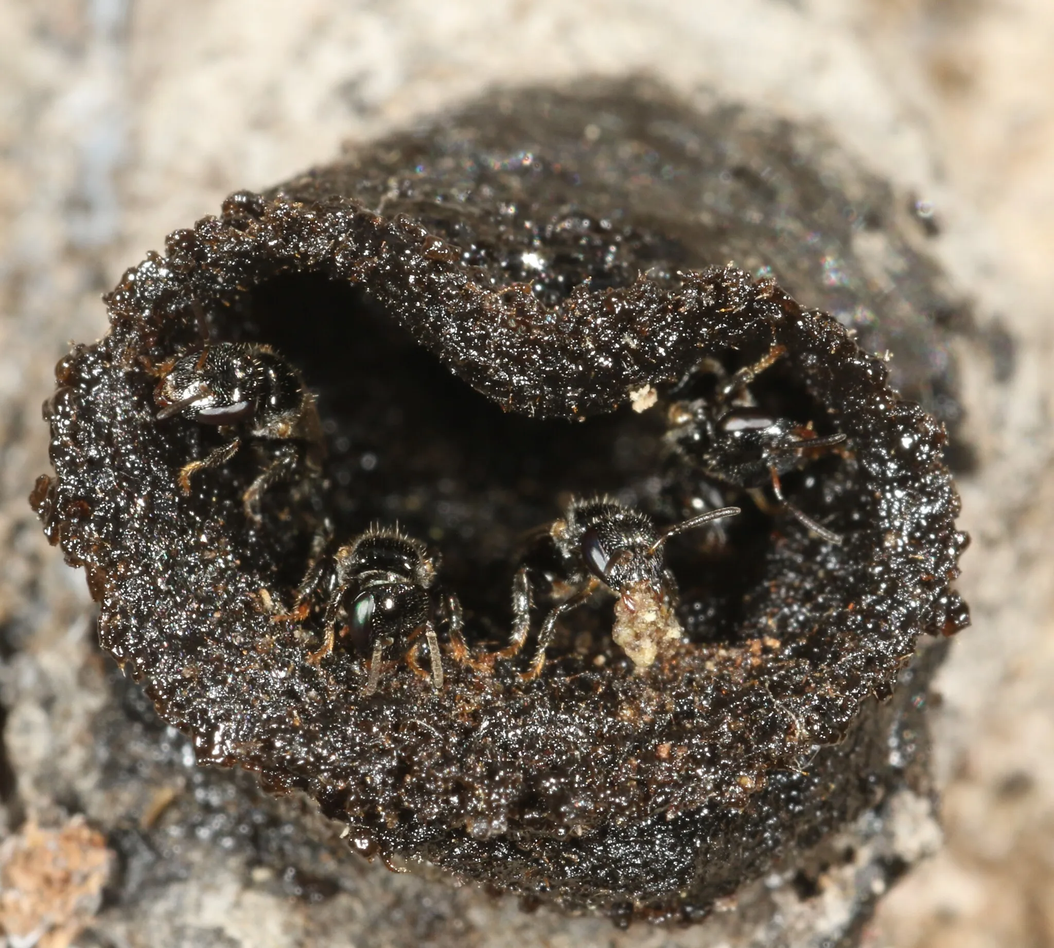 Lambe-olhos (Leurotrigona muelleri) registrada em campo