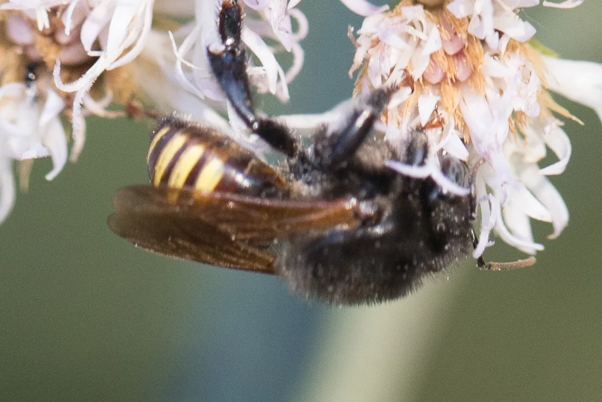 Abelha mandaçaia (Melipona quadrifasciata) registrada em campo