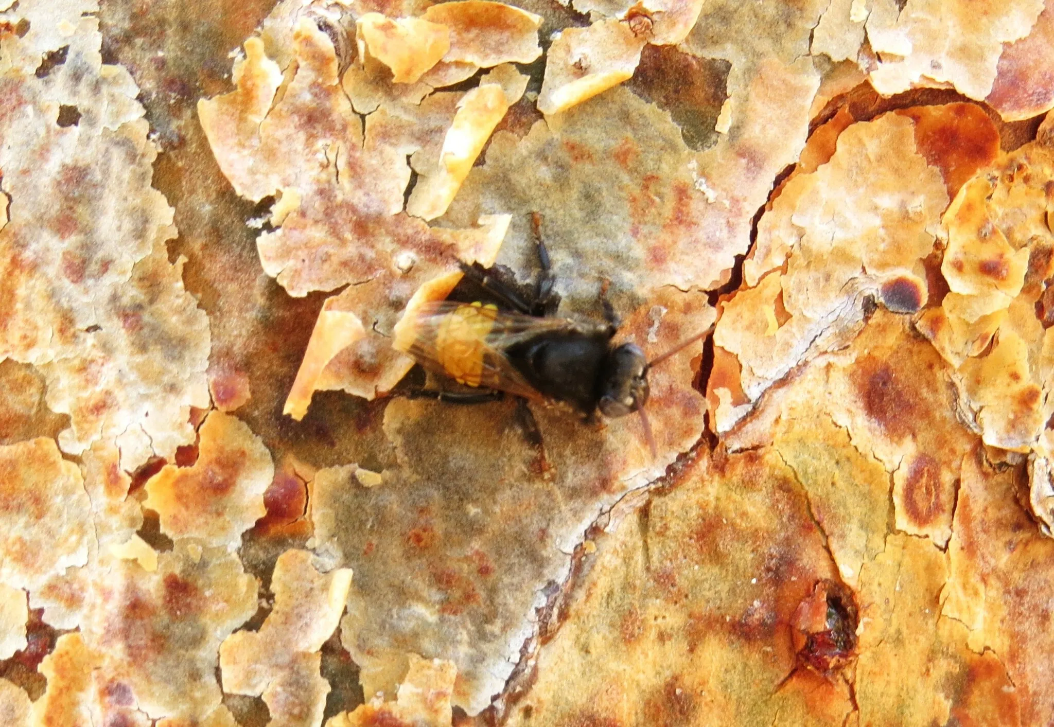 Mandaçaia-menor (Melipona mandacaia) registrada em campo