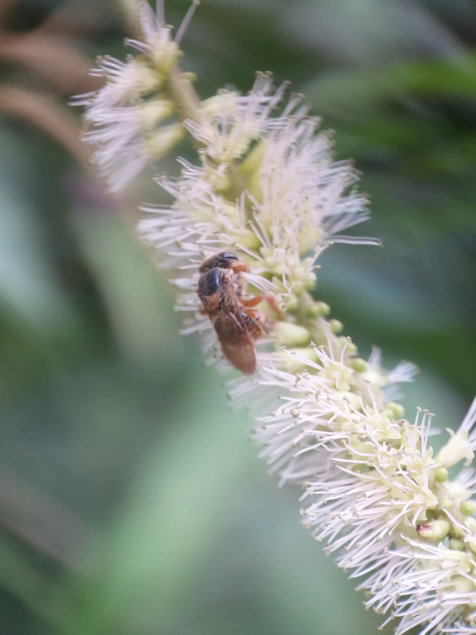 Abelha mandaguari-amarela (Scaptotrigona xanthotricha) registrada em campo