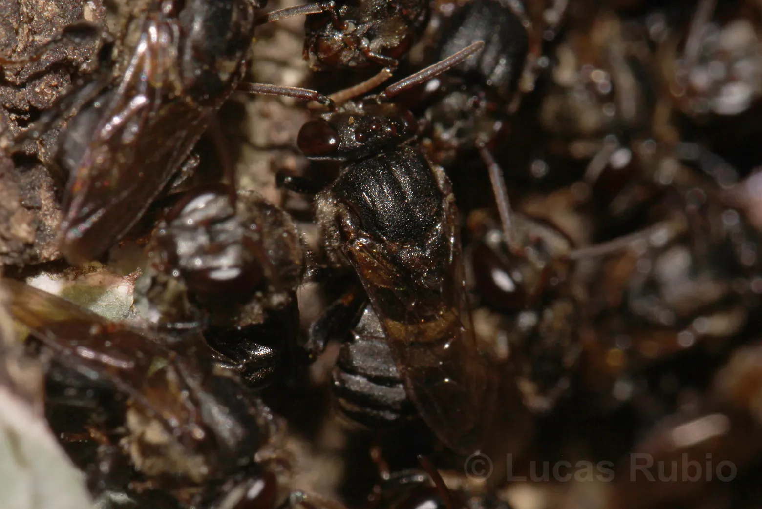 Mandaguari (Scaptotrigona depilis) registrada em campo