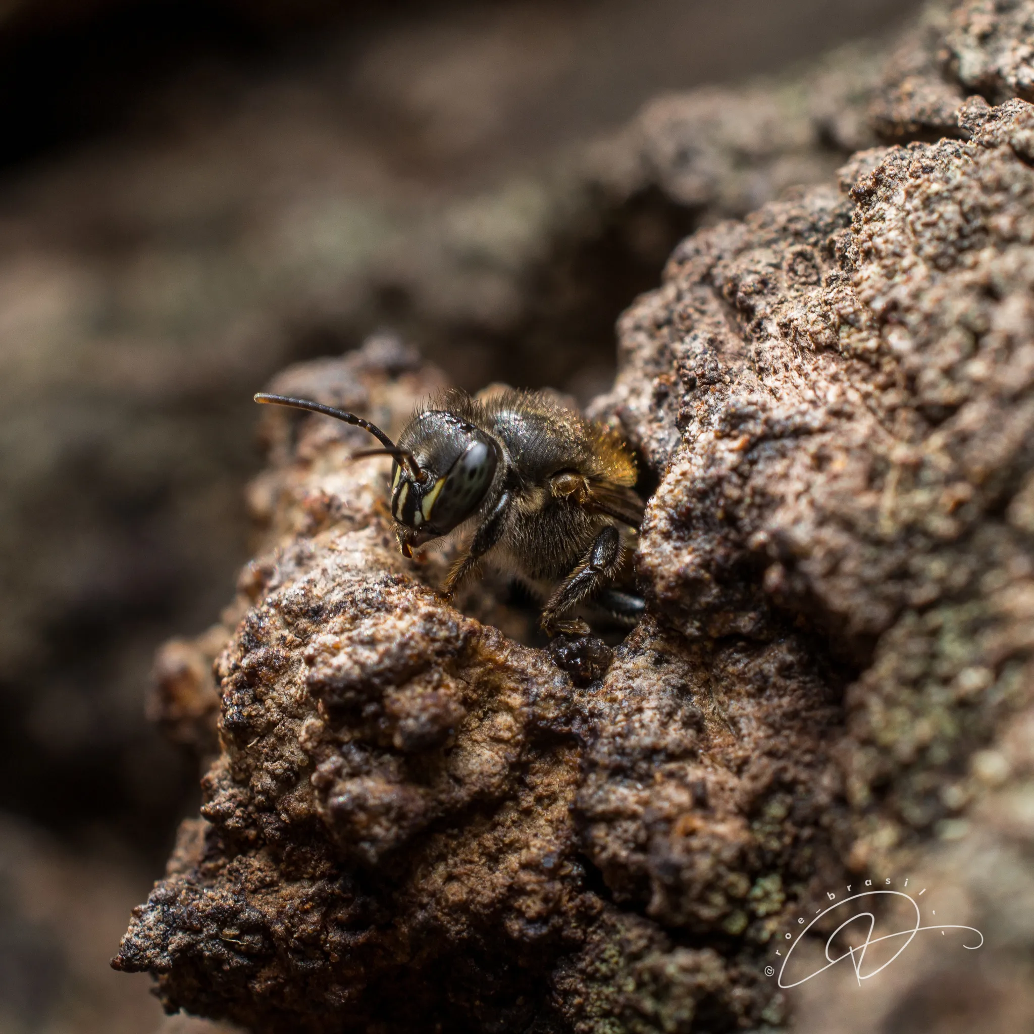 Manduri (Melipona marginata) registrada em campo