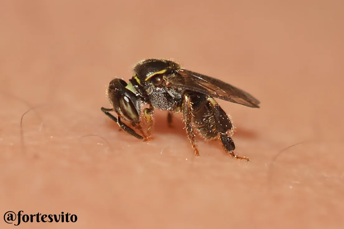 Abelha mirim da espécie Plebeia emerina registrada em campo