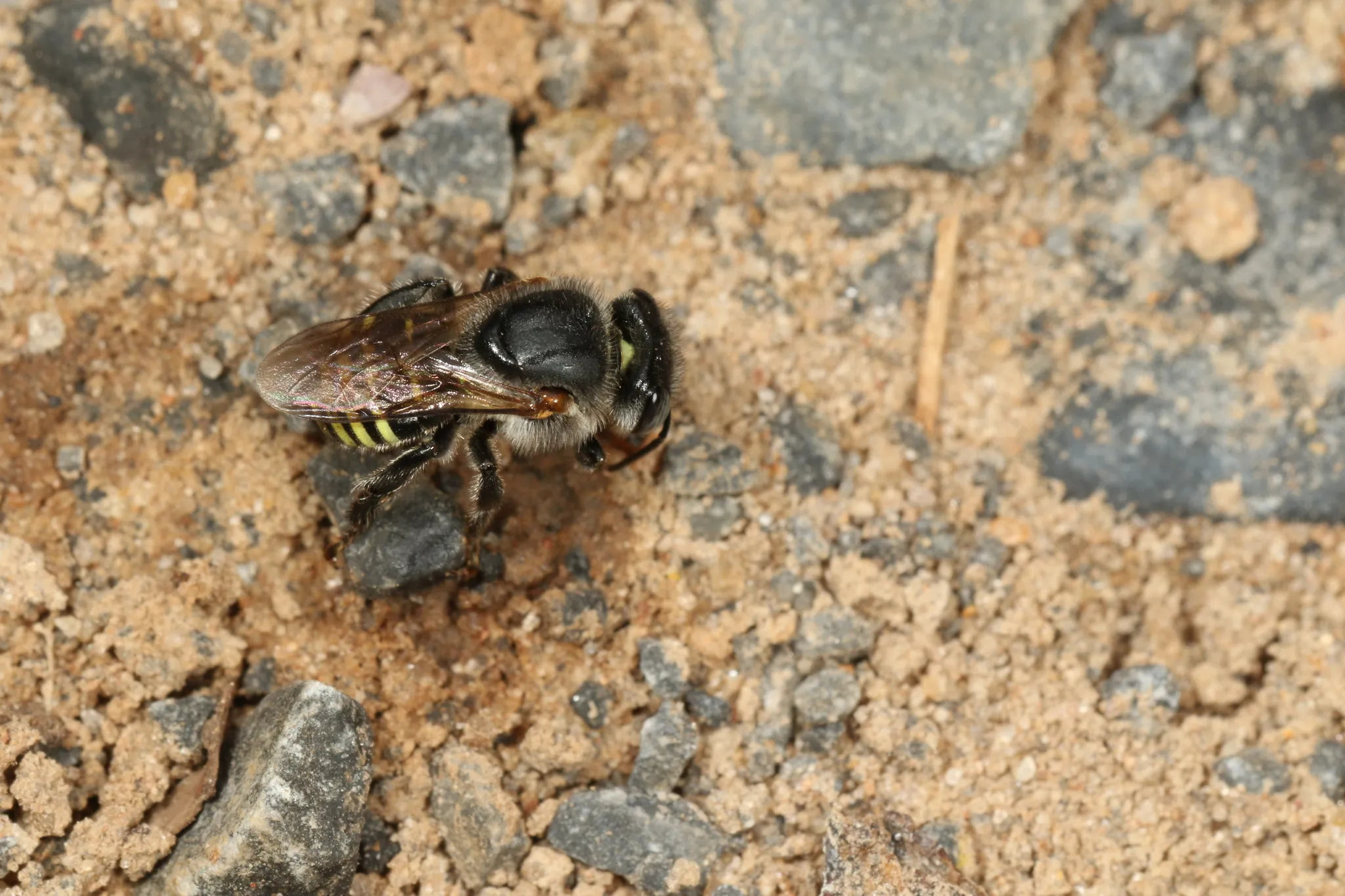 Rajada (Melipona asilvai) registrada em campo