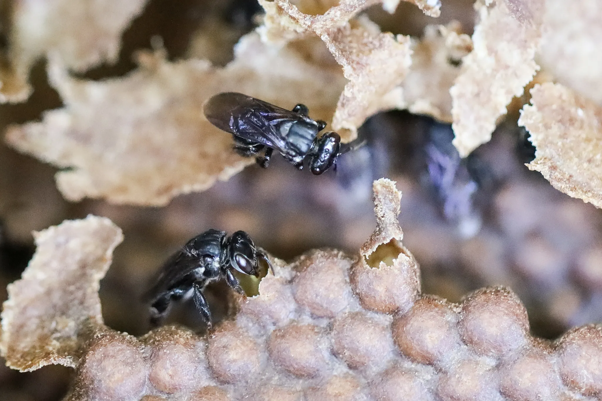 Abelha tubuna (Scaptotrigona bipunctata) registrada em campo