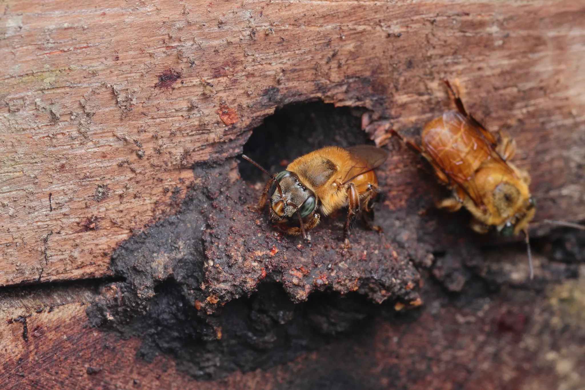 Uruçu-amarela (Melipona flavolineata) registrada em campo