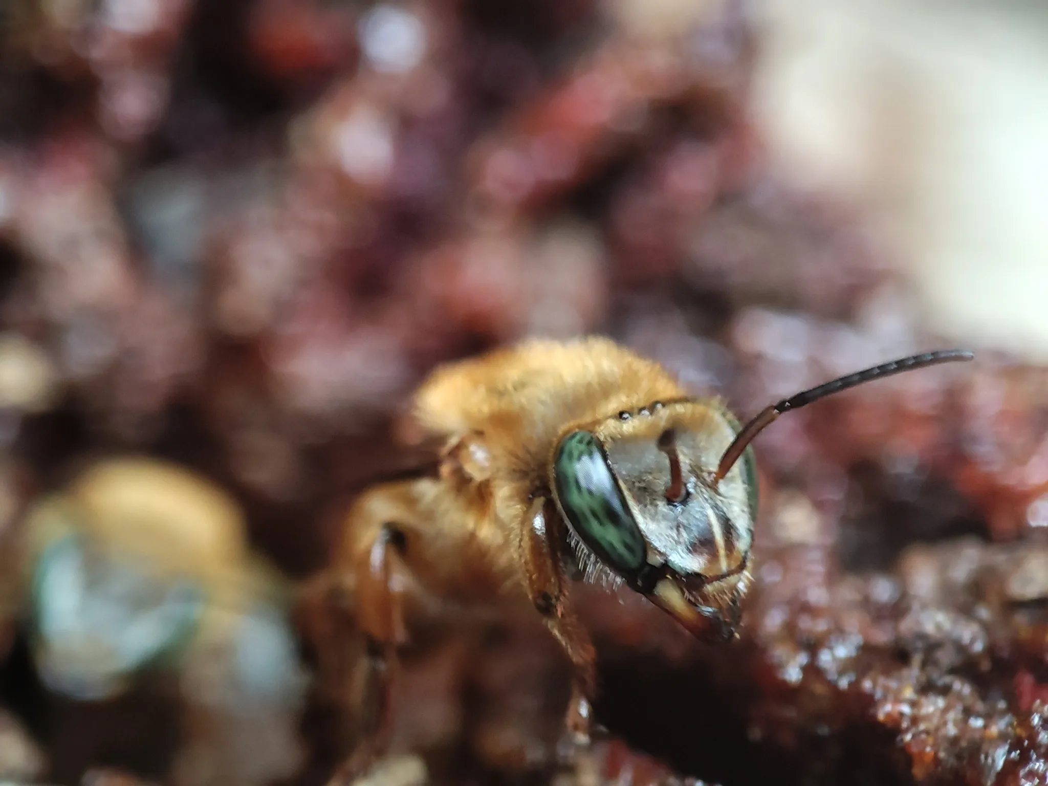 Uruçu-amarela (Melipona rufiventris) registrada em campo
