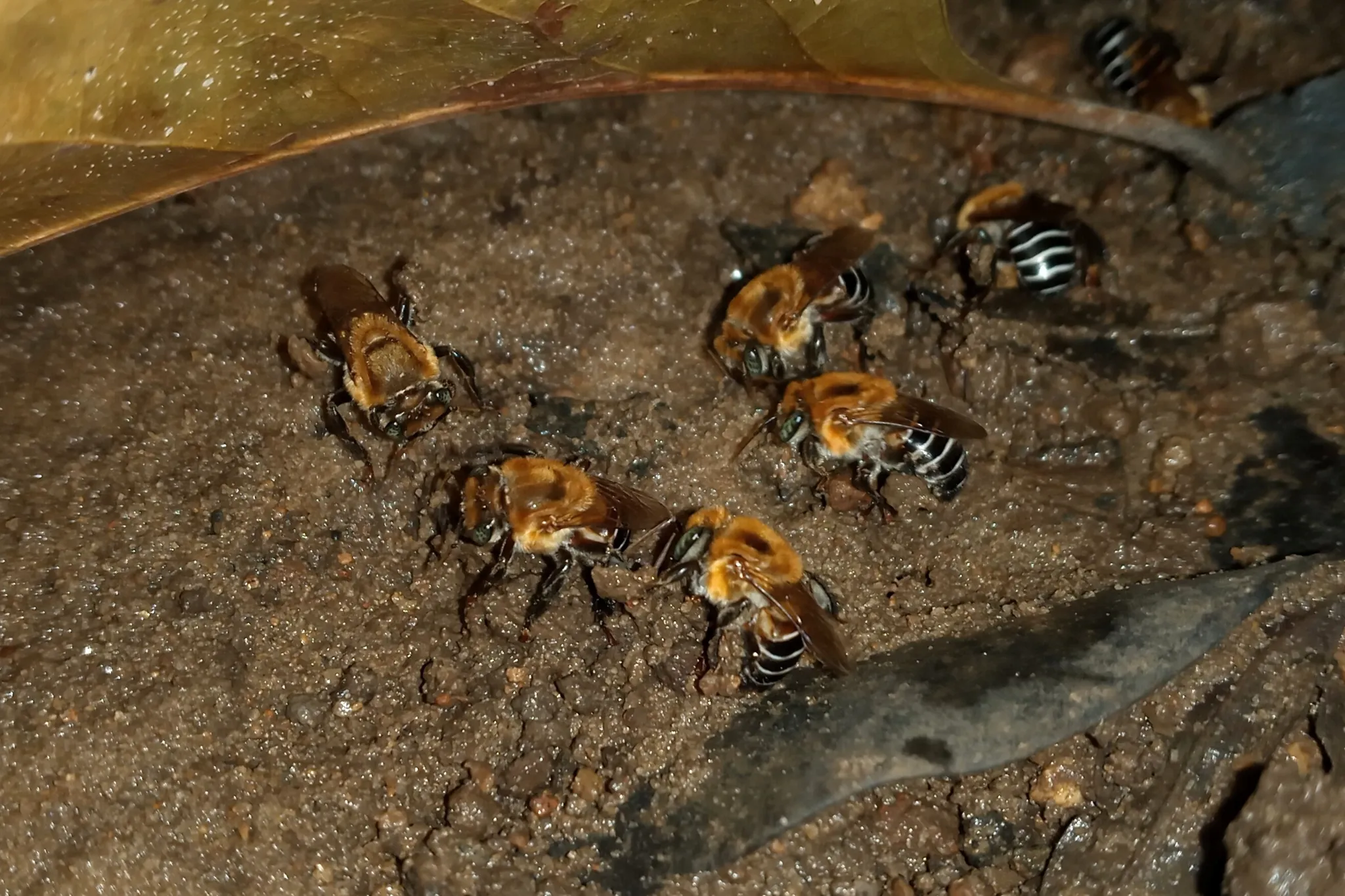 Uruçu-nordestina (Melipona scutellaris) registrada em campo